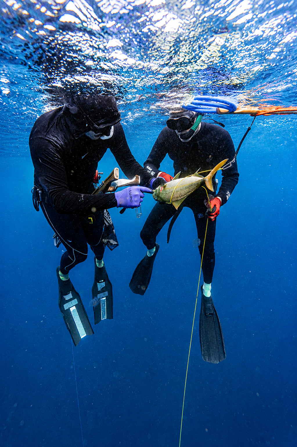 Two spearfisherman underwater holding a fish that was just speared in North Bali