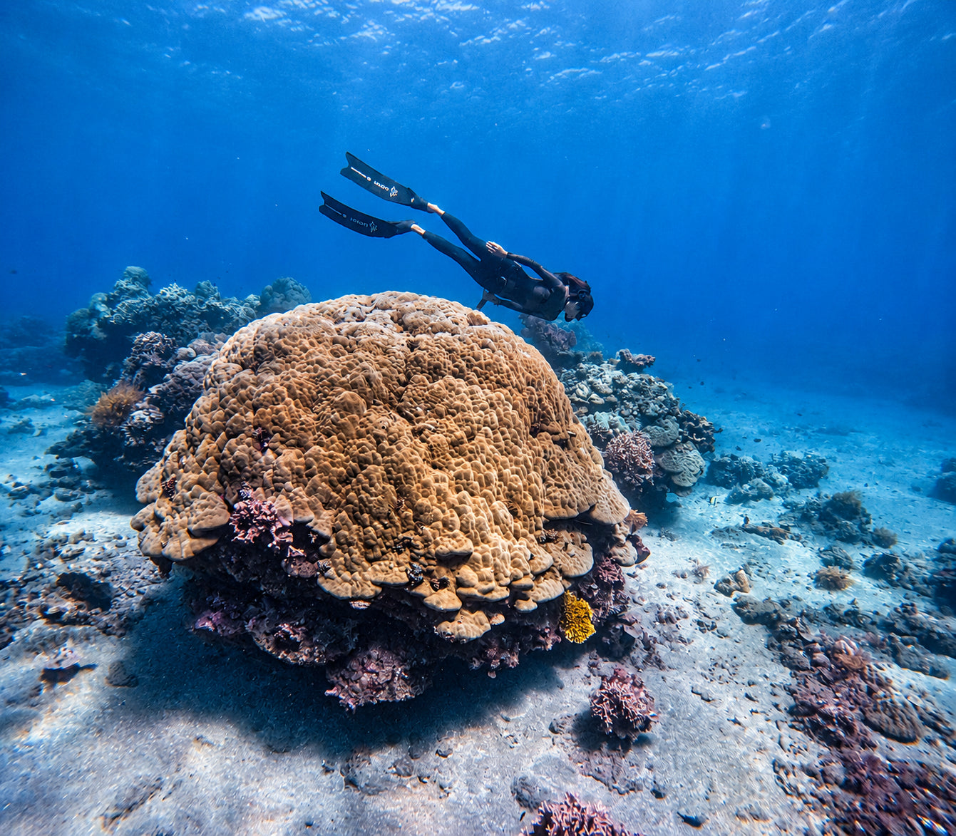 Female freediver underwater exploring a large coral head at a local dive site in Bali